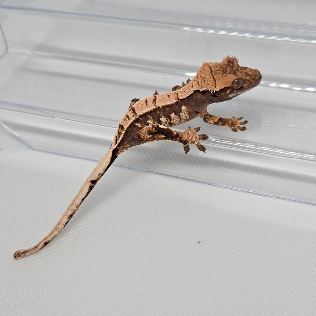 노멀 트라이 화이트포트홀 드리피 화이트스팟 화이트핀