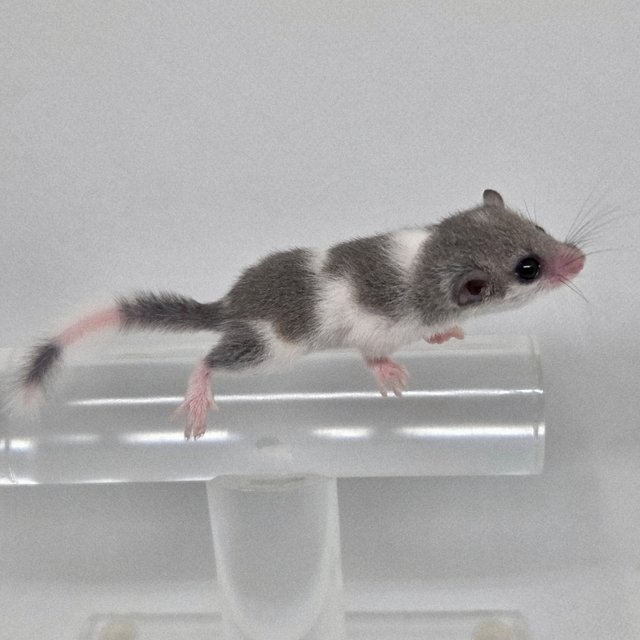 마스크 밴디드 링테일 오레오