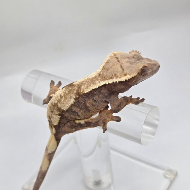 세이블 화이트핀