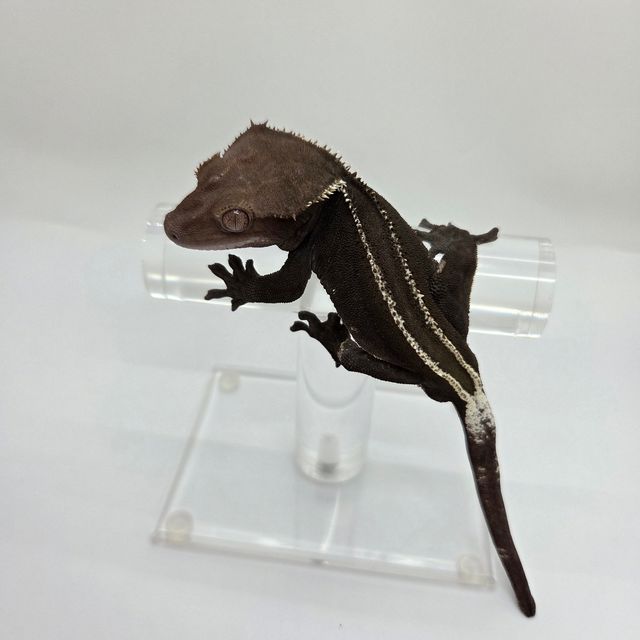아잔틱 풀핀 블랙