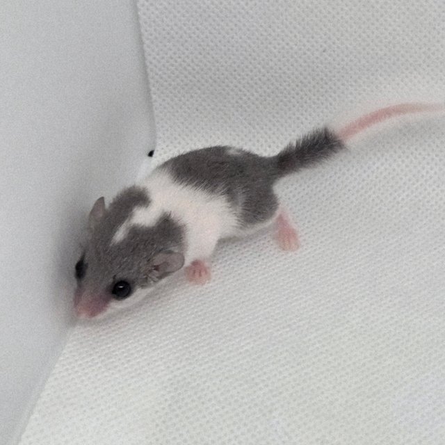 링테일 마스크 오레오 밴디드