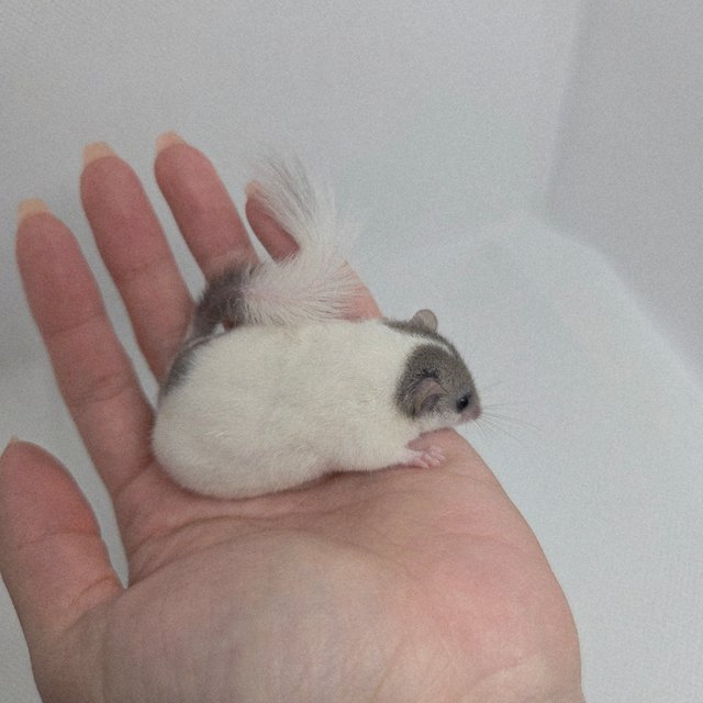 하이 화이트 마스크