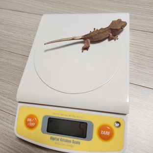 바이 레드 노멀