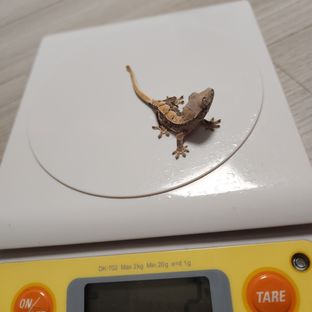 프라푸치노