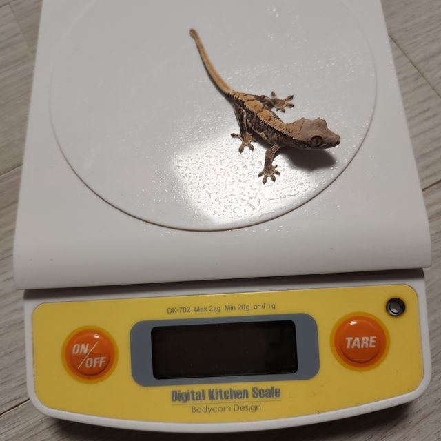 프라푸치노