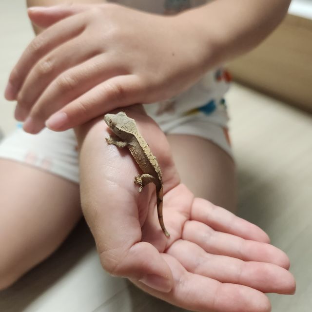 노멀