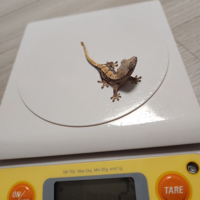 프라푸치노