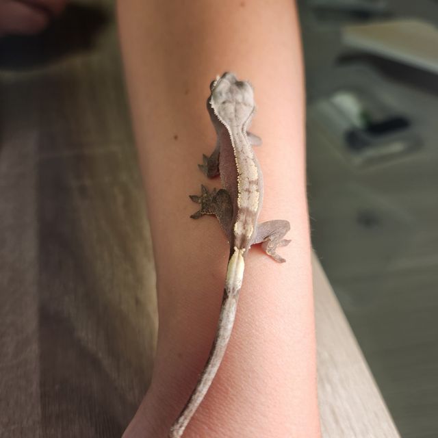 세이블
