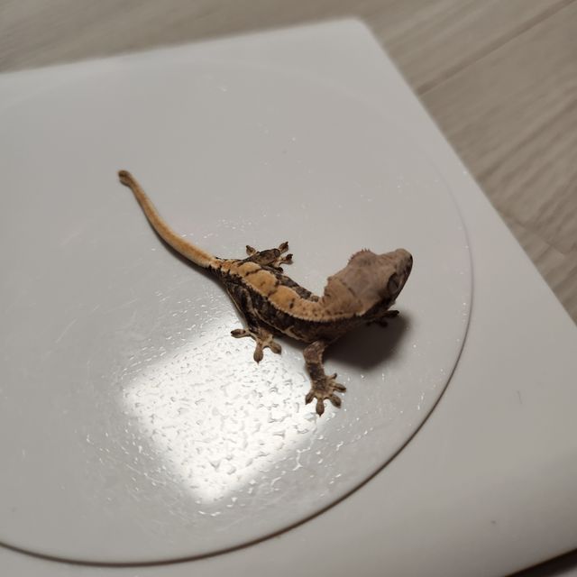 프라푸치노