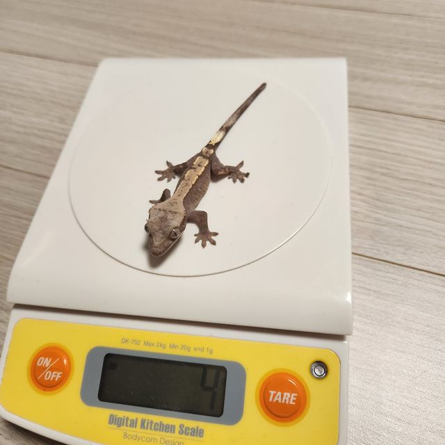 세이블