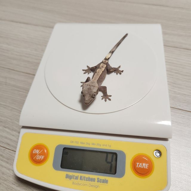 세이블