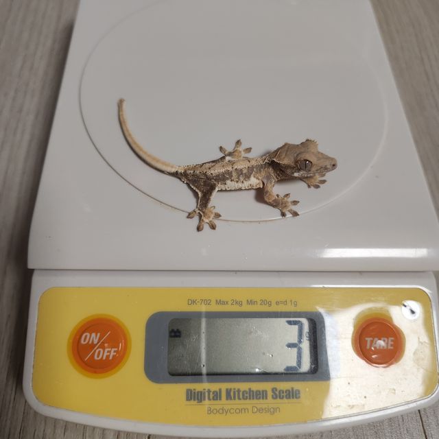프라푸치노