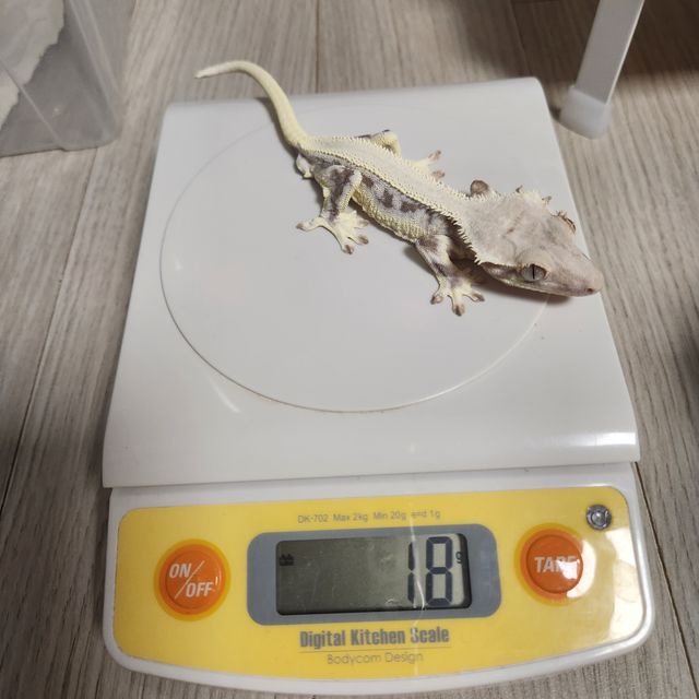 릴리화이트 솔리드백 풀핀 드리피