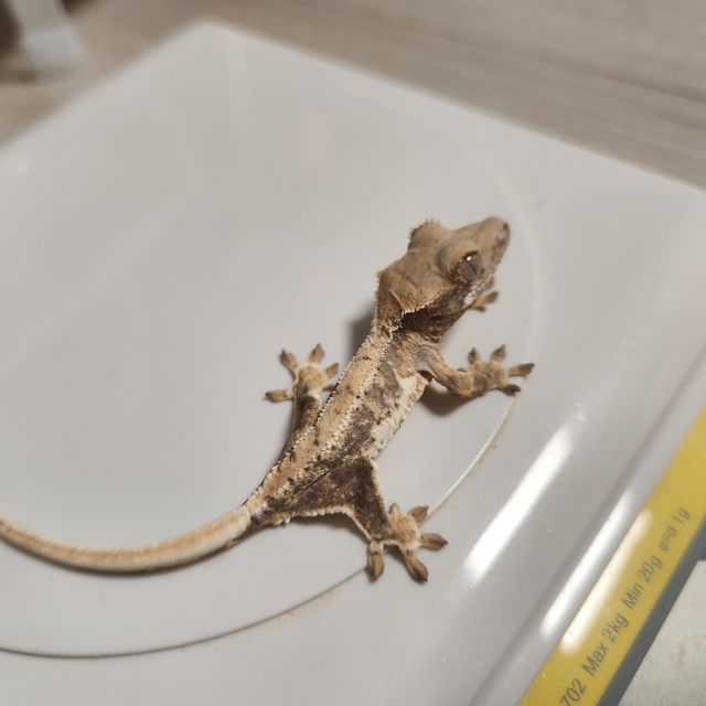 프라푸치노