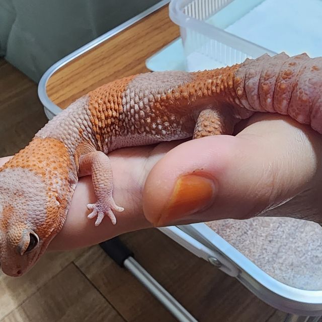 알비노