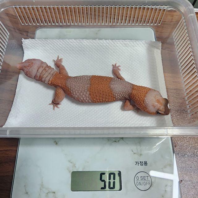 알비노