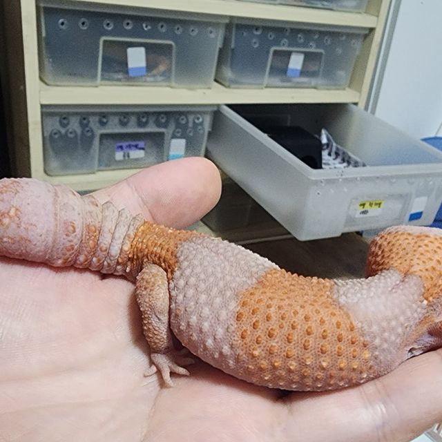 알비노