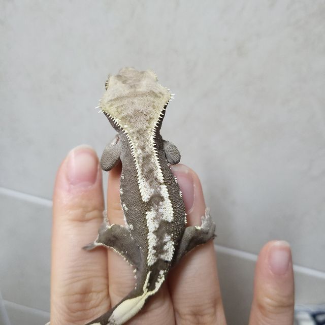아잔틱 화이트포트홀