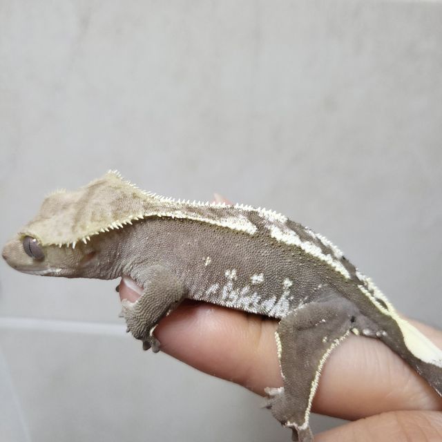 아잔틱 화이트포트홀