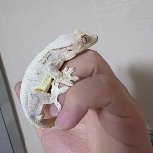 설