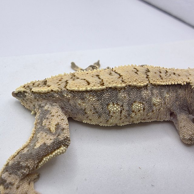 노멀 드리피 화이트스팟