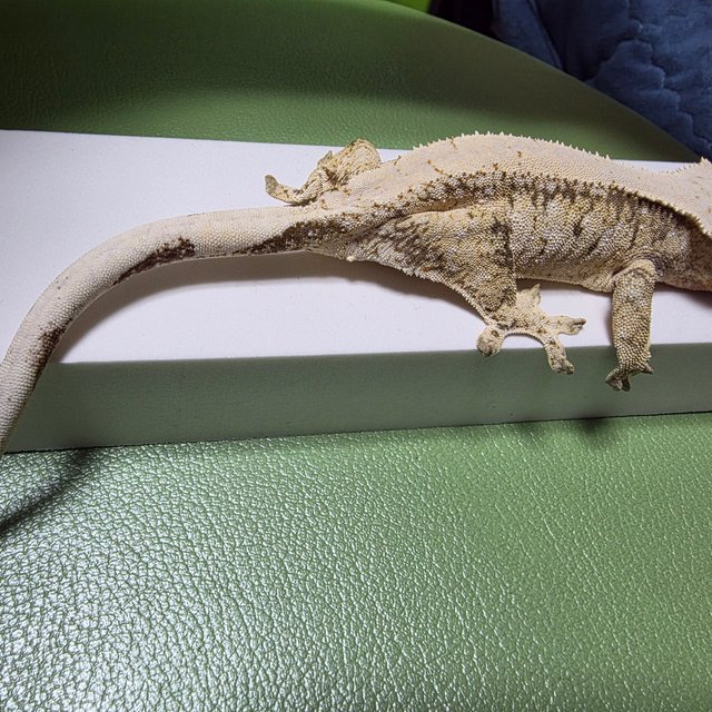 노멀 트라이 화이트스팟 드리피