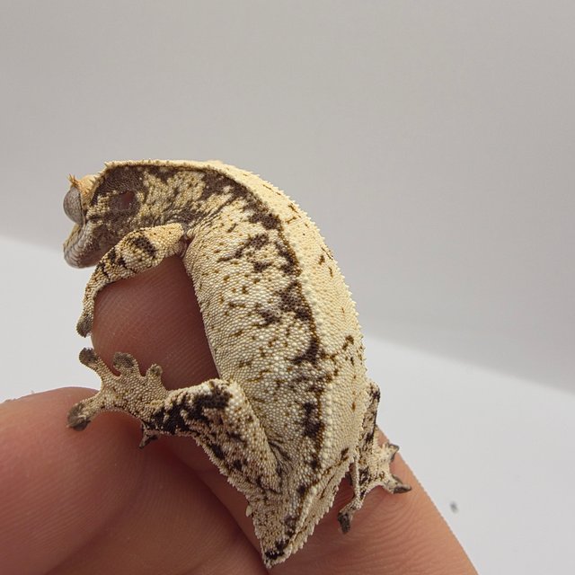 노멀 드리피 화이트스팟