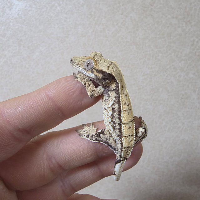 노멀 쿼드 화이트스팟 드리피