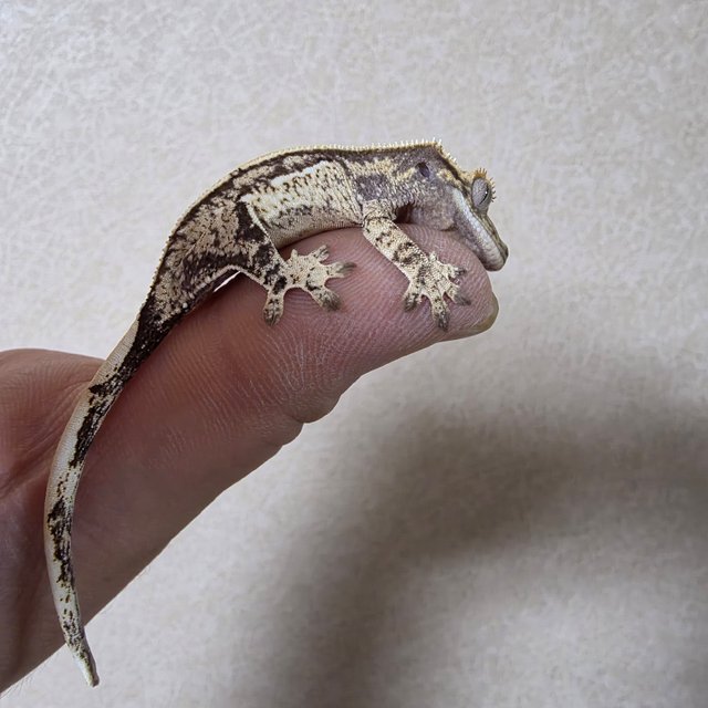 노멀 쿼드 화이트스팟 드리피