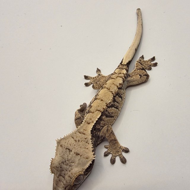 노멀 드리피 화이트스팟