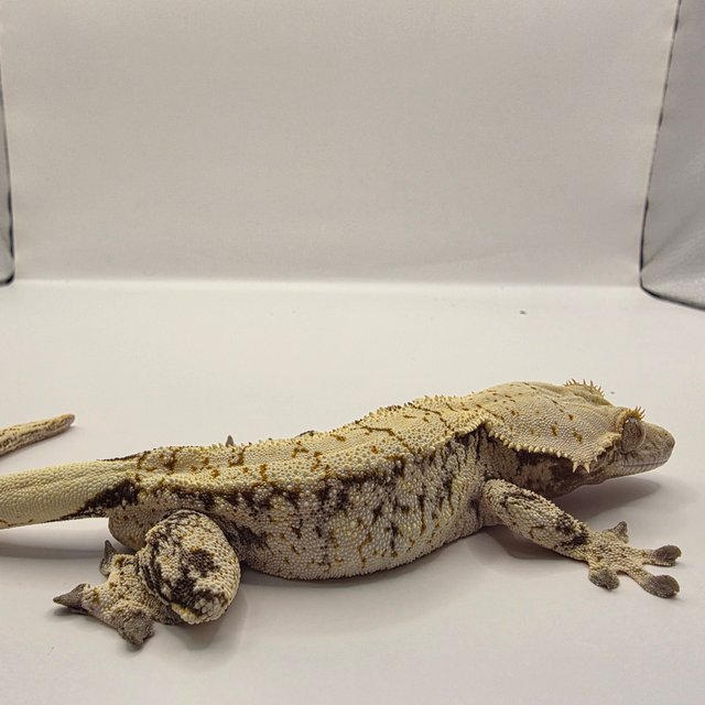 노멀 드리피 화이트스팟