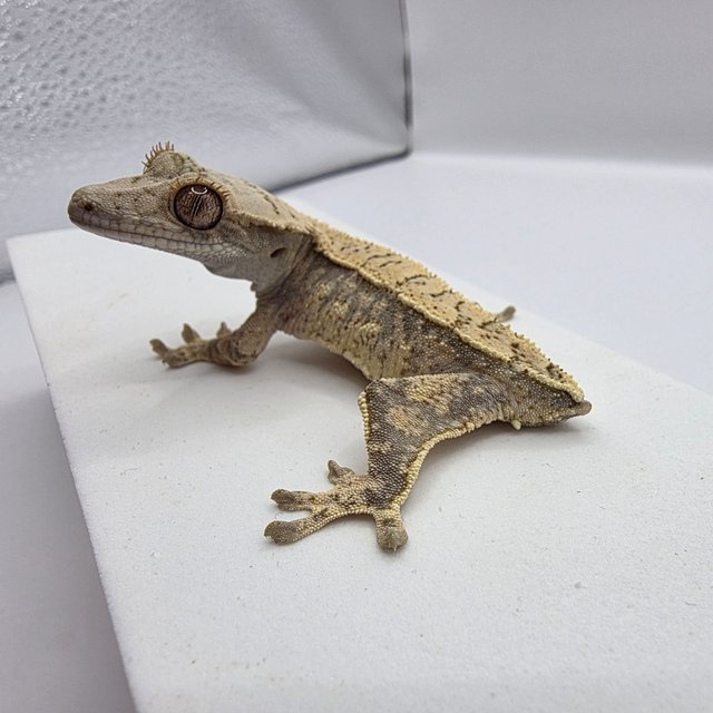 노멀 드리피 화이트스팟