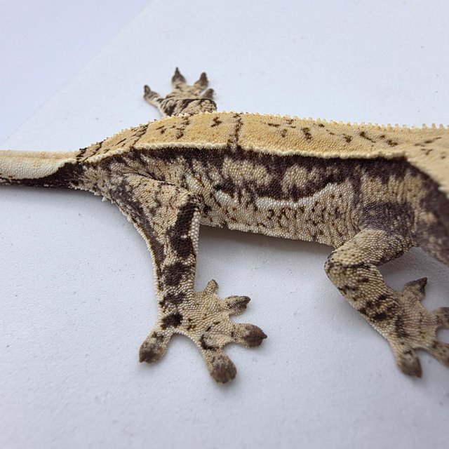 노멀 드리피 화이트스팟 쿼드