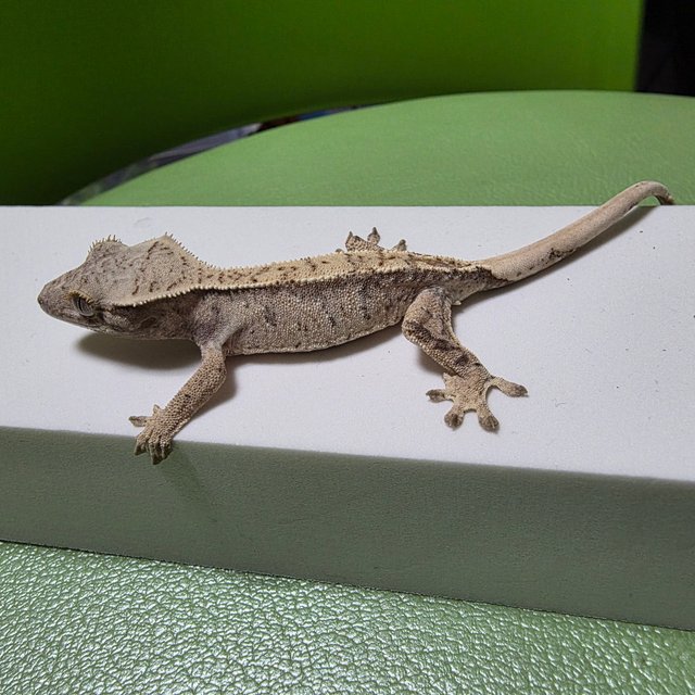 노멀 트라이 화이트스팟 드리피