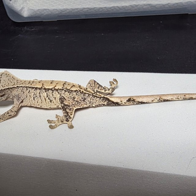 노멀 드리피 화이트스팟