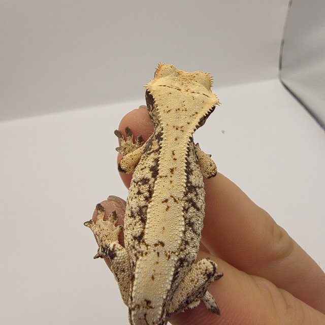 노멀 드리피 화이트스팟