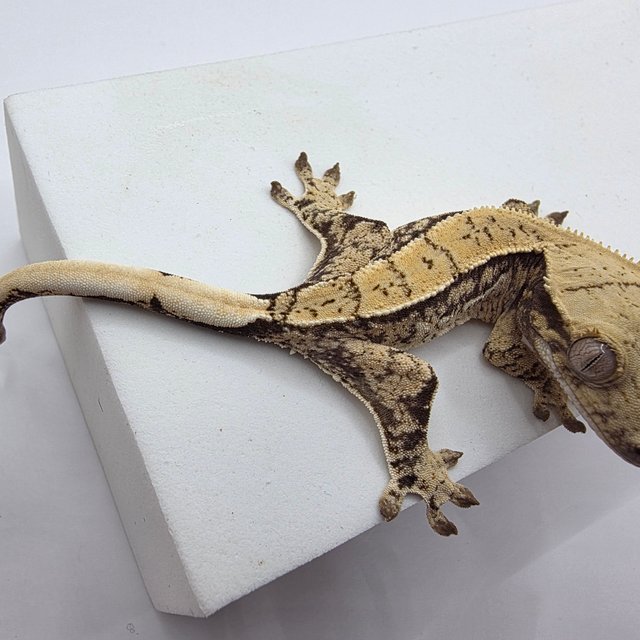 노멀 드리피 화이트스팟 쿼드