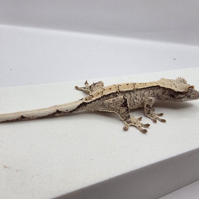 노멀 드리피 화이트스팟