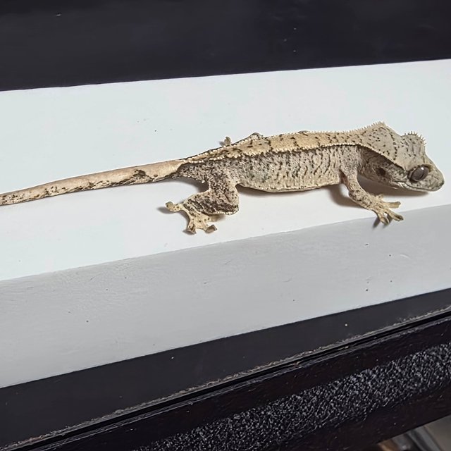 노멀 드리피 화이트스팟