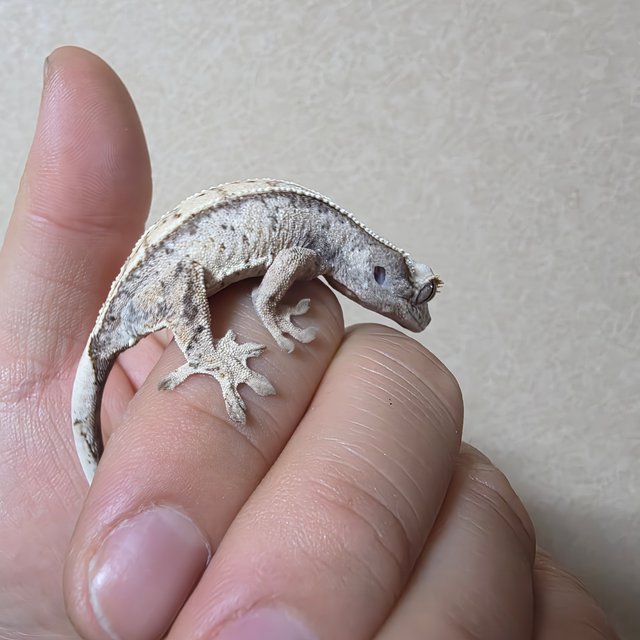 노멀 트라이 화이트스팟 드리피