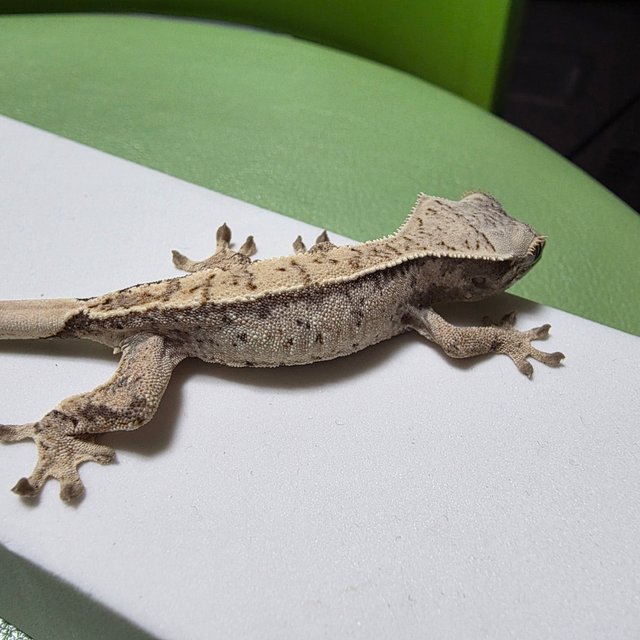 노멀 트라이 화이트스팟 드리피