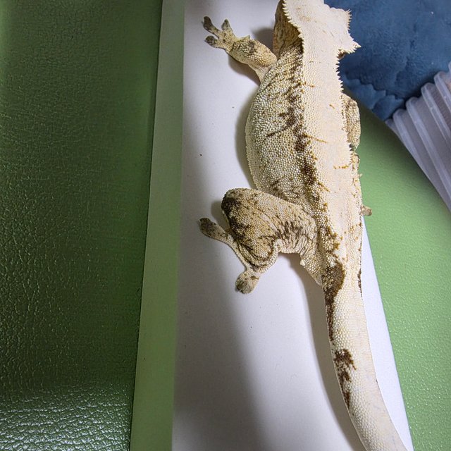 노멀 트라이 화이트스팟 드리피