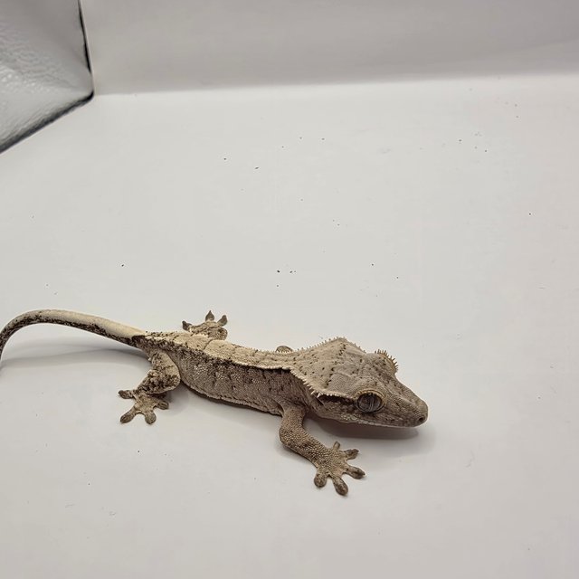 노멀 드리피 화이트스팟