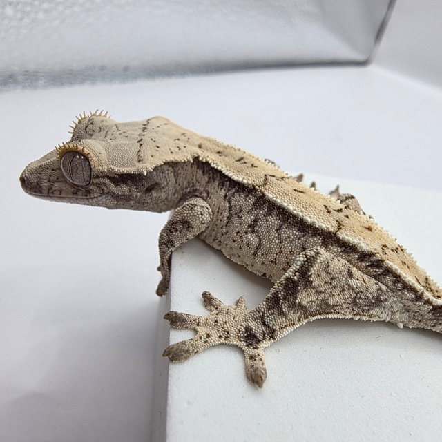 노멀 드리피 화이트스팟