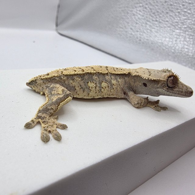 노멀 드리피 화이트스팟