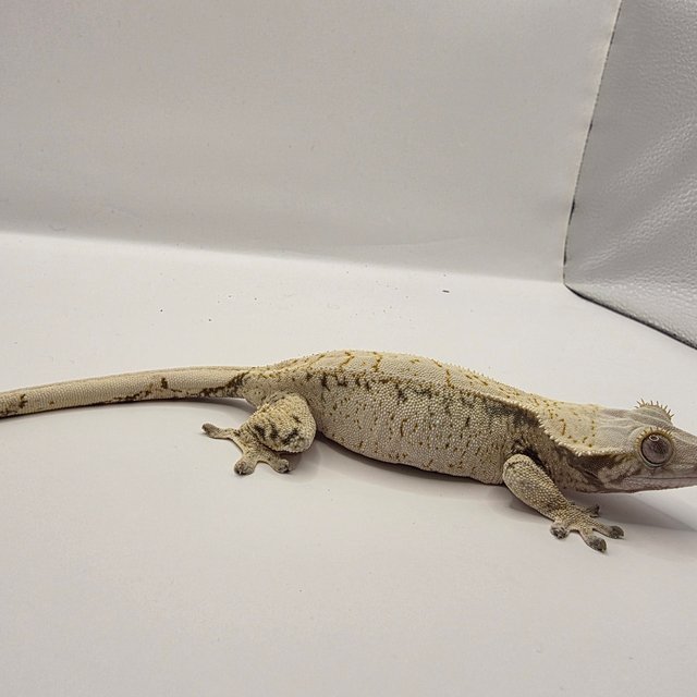 노멀 드리피 화이트스팟