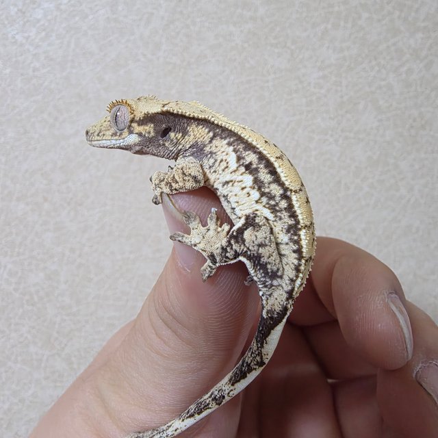 노멀 쿼드 화이트스팟 드리피