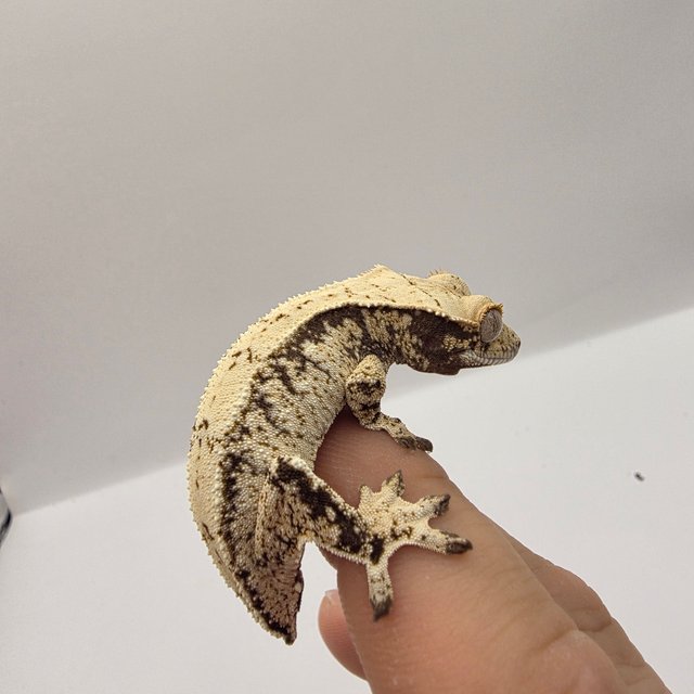 노멀 드리피 화이트스팟