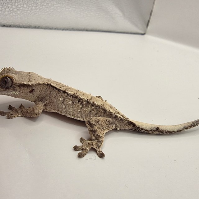 노멀 드리피 화이트스팟