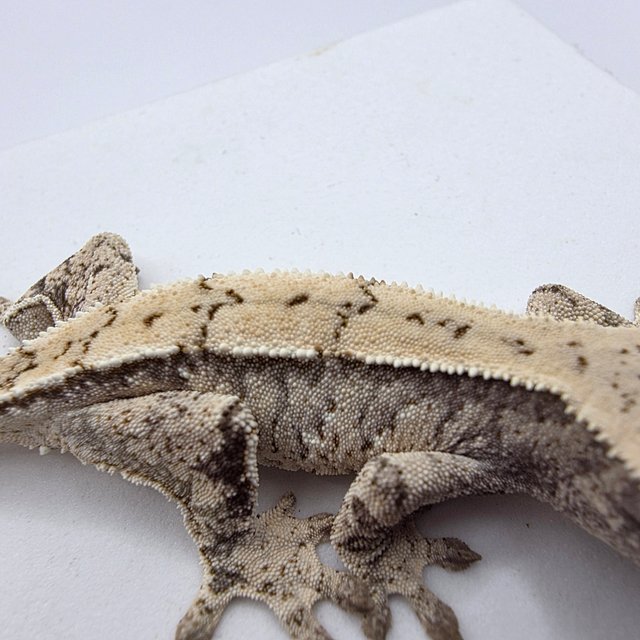 노멀 드리피 화이트스팟